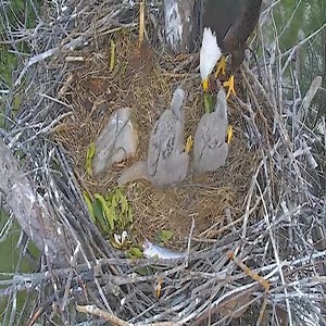 6.5K views · 113 reactions | Mom & Dad Bald Eagles Feeding twins | Border Birds | Facebook