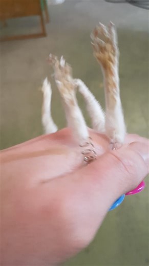 Pawtable Gigh Five Machines are back on the website | The World Around Ewe