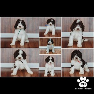 Springerdoodle pups from CrockettDoodles.com | Mini Goldendoodles