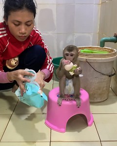 Adorable baby monkey happy to swimming pool with mom . . . #jenniferlopez #alexandradaddario #AngelinaJolie #MeganFox #margotrobbie #chrisevans #ChristianBale #AnneHathway #ScarlettJohansson #elizabetholsen #JenniferLopez #JenniferAniston #JenniferLawrence #priyankachopra #KristenStewart #HaileeSteinfeld #wonderwoman #DC #mcu #MeganFox #kimkardashian #kendalljenner #monkeylove #monkeybaby #adorable #adorablemonkey #babyanimal #monkeysmart #reelsfypシ #reel | The Freshly