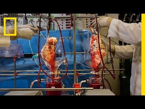 Watch: Pig Lungs Filter Human Blood in a Lab | National Geographic