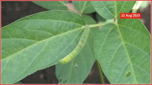 Maharashtra Crop Pest Disease : पिकांवरील रोगांचा प्रादुर्भाव कसा रोखाल? Dr Digambar Patait #abpmajha #abpमाझा #cropdiseases #croploss #pesticides #crop #farmersloss | ABP Majha