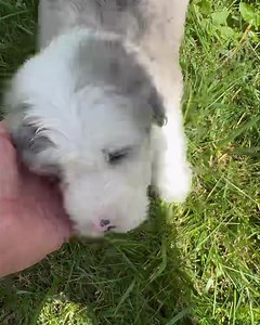 20 reactions | Female mini sheepadoodle Can go home June 19, 2024 https://www.tlcbythelake.com/sandy-tanner-mini-sheepadoodles | TLC by the Lake Poodles and Doodles | Facebook