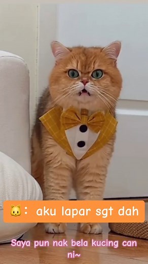 Ha ha... Garang2 Comel 😁 | Meow Oh Meow