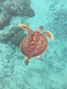 6.1K views · 455 reactions | Caretta Caretta | Zakynthos | Facebook