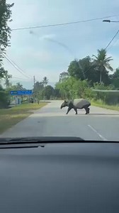 Perlahankan Kenderaan jika terlihat Haiwan liar di jalanraya, Jangan Takut² mereka dengan membunyikan hon takut dia nanti. 📷 Nor Ridah Sahari | Dunia Haiwan Malaysia