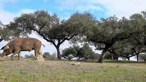 4K, Black Iberian Pigs through the Oak Trees in Dehesa Landscape of Spain Stock Video - Video of field, dehesa: 150701003
