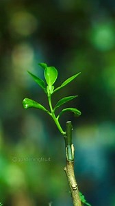 How to propagate lime tree #gardentips #graftingtechniques #fruit_grafting #gardening101 #nursery #penjing #grafting #agriculture #cultivation #injerto #innesto #زراعة | GardeningFruit