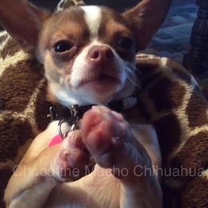 (@Sandra Dunn) Prayer for Pepper the furbaby🐶🐾❤️🙏🏻 | Choco the Macho Chihuahua