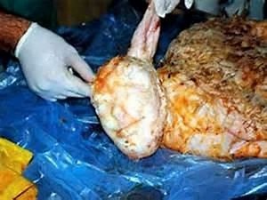 labs Mixing Human DNA Animal DNA - Last days final hour news prophecy