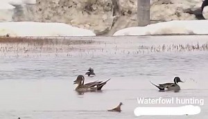 56K views · 566 shares | Waterfowl Hunting on Reels | Facebook