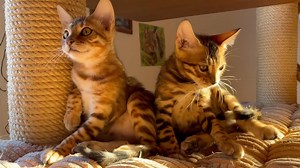 4.7K views · 217 reactions | "Ricky and Rumi 來珞" Credits to : Sharon's dream | Bengal Cats | Facebook