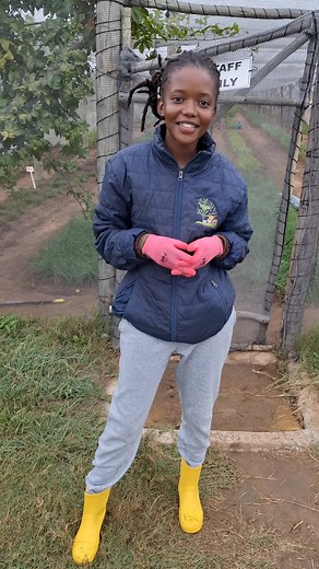 Pruning Star 9037 Tomatoes in Our Greenhouse
