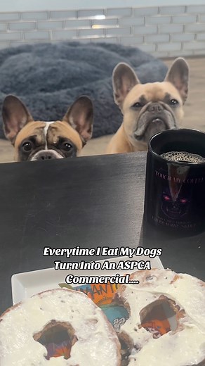 They always eat first too… #aspca #dogparent #frenchbulldog #dogs #sarahmclachlan #armsoftheangel | somefrenchienamedapollo