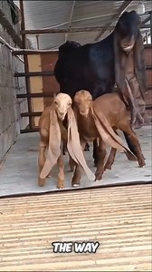 “Have you ever seen such a goat?” #reels #goat #facts #fact | Worldinsides