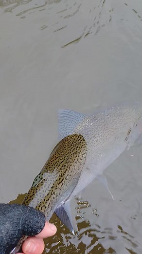 Brule River Steelhead | That'll Fish Fly Co.