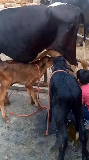 CBS CATTLE FARM TALU | C.B.S Cattle farm Talu