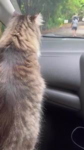 Separation anxiety disorder in cat 5 #cat #cats #kitten #kitty #meow #catlove #lovecats #catlife #catlover #pet #pets #instacat #catinsta #petinsta #catinstagram #petinstagrams #猫 #ねこ #ねこ部 #猫好きさんと繋がりたい #ねこのいる生活 #neko #MrDieDie | Mrdiedie