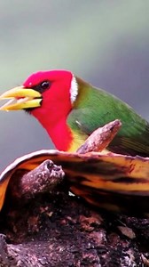 The Red-headed Barbet (Eubucco bourcierii) is a stunning, tropical bird native to Central and South America — and it’s basically a flying paintbrush. True to its name, the male Red-headed Barbet has a vibrant red head and chest, with a green back, yellow belly, and black-and-white streaked wings — like someone dipped it in every color available! Females are more subtle but still beautiful — usually with olive-green heads, yellow-orange underparts, and some reddish tinges. It’s one of those speci