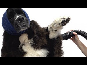 Massive dog punches me in the face