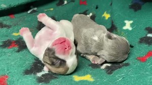 66 reactions · 7 comments | Welcome Skye Moochi pack of two boys. Both boys are sucking well and Skye is being very attentive. This is a relief. This litter as well as our other two are reserved. www.OmorogFrenchBulldogs.com ‘It Matters Where You Get Your French Bulldog From!’ | Carolina French Bulldogs | Facebook