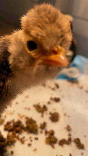 Look at this beard! This is one gorgeous candy corn polish! #chicks #babychicks #chickens #polishchickens #pets #birds #flock #beard | Kara’s chicken coop