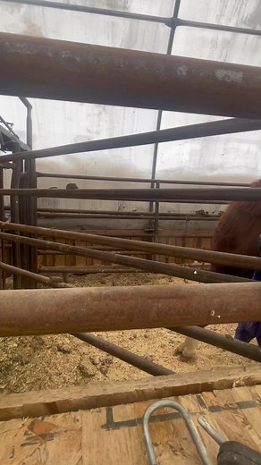 Perepelkinfarms on TikTok