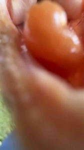 Exploring the Tongue of a Cuban Knight Anole