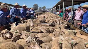 Yesterday was a huge day for the Wagga Wagga saleyards... More than 60,000 sheep and lambs were sold! 😮 And prices weren't bad either: shorn young lambs sold to $281 a head, with most new season lambs selling for more than 850 cents a kilogram. Auctioneer and selling agent James Tierney said the market defied his expectations for the larger yarding, with trade and heavy lambs $10 to $20 dearer than the previous week. 📹: Cara Jeffery | ABC Landline
