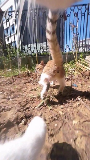 Smart Cat Maxwell Waits Patiently for Prey