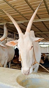 12K views · 418 reactions | Hallikar | RK Agro | RK Agro Farm Limited | Facebook