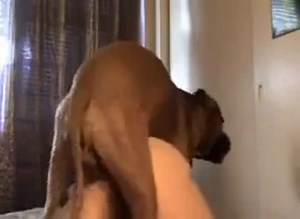 Woman mounted in dog porn