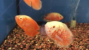 For our Oscar lovers 🧡 Snow Oscars, Albino Red and Albino Tiger Oscars are in back in stock! Hurry before they’re all gone! | Gerber's Tropical Fish