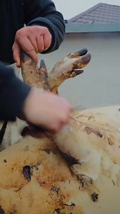 1.6K views · 75 reactions | Cand mana de maestru se cunoaste  | Outdoor Cooking Adventure | Facebook