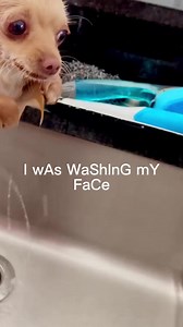 #teddy #chihuahualife #dogslife #doglover #puppylife #babyboy #dogoftheday #cute #bathtime #foryou | The chihuahua family