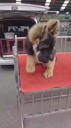 16K views · 270 reactions | Thoughts on this mix of German Shepard & Shar-Pei ? #reel #explore #fypシ゚ | Big Baller Kennels | Facebook