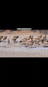 12K views · 247 reactions | An elk herd on the dry bed of Lake Estes last November. Hope you enjoy this! Thanks for watching. :) | Colorado Adventures | Facebook
