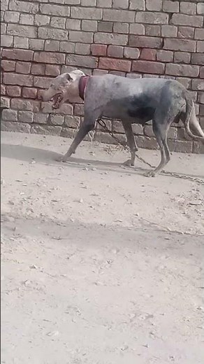 dog sex