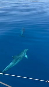 Posted @withregram • @burianacharter Asinara national park ☀️🌊⛵️🪼🐳🐋🌴🏝️🍾🎉 WWW.BURIANACHARTER.COM #asinara #stintinolapelosa #alghero #sardinia #sardegna #travelphotography #summer #holiday #beach #gopro #hiking #whalewatching #thegoodlife #thegoodplace #burianacharter #nature #photography Asinara Catamarano Stintino Sardegna | Sardegna Punto Radio