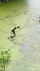 Mother duck teaching duckling to dive head in water it will help them to clean nostrils but duckling focus to search their mother ##duck##duckling##pond##water##swim##birds##animals##reel##facebook##dira##saha# | Dira Saha