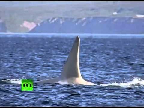 Biodiversité : découverte de la première orque blanche adulte