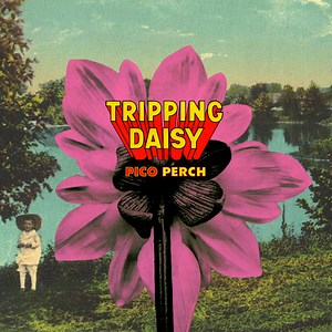 Pico Perch, by Tripping Daisy