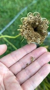 Here’s what carrots look like when they go to seed, in various different stages. Don’t harvest them until they completley dry out and turn brown (like a lot of seeds), because only then are they mature and ready for replanting. This is also what the excitement looks like to find a hidden stash of carrots you didn’t realize were growing on rhe side of your garden bed as well. Lol #carrots #growingcarrots #carrotseeds #garden #gardening #backyardgarden | Lil Urban Farm