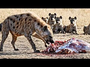 Inside the Hyena Clan Survival in the Wild