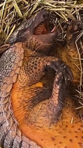 Juanita the screaming hairy armadillo has a hard time waking up after the time change. Can anyone relate? | Cincinnati Zoo & Botanical Garden