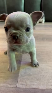 45K views · 3.1K reactions | Frenchie training -learning who is in charge. ❤️ #smilemore #PuppyLove #puppyeyes #frenchbulldog #fyp #riseandshine #frenchie #puppy | Oklahoma French Bulldogs | Facebook