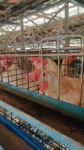 Do it for your hens! Raise them cage-free. #choosebetter #choosecagefree #cagefree #hens #eggs | Cage-Free, Go Cruel Free