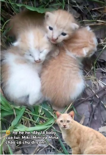 Miki, Mini, Mina chính thức debut tại Sài Gòn Zoo