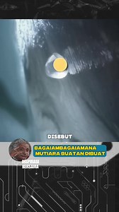 Proses ini dinamakan Implantasi Nukleus.Adalah Proses yang melibatkan penanaman nukleus (inti) dan sepotong kecil jaringan mantel dari kerang donor ke dalam kerang penerima. Nukleus biasanya terbuat dari cangkang kerang yang dibentuk menjadi bola kecil. Tindakan ini merangsang kerang untuk memproduksi nacre (lapisan mutiara) di sekitar nukleus sehingga memicu sistem pertahanan tubuh Kerang mutiara sehingga memproses mutiara alami. #Faktaunik #faktamutiaraalami #mutiara #budidayamutiara | Inspira
