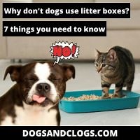Why Don’t Dogs Use Litter Boxes? 7 Things You Need To Know - DogsAndClogs